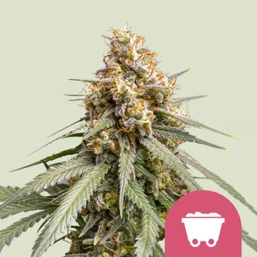 Shining Silver Haze Photo Seeds (Photoperiodic Sativa)